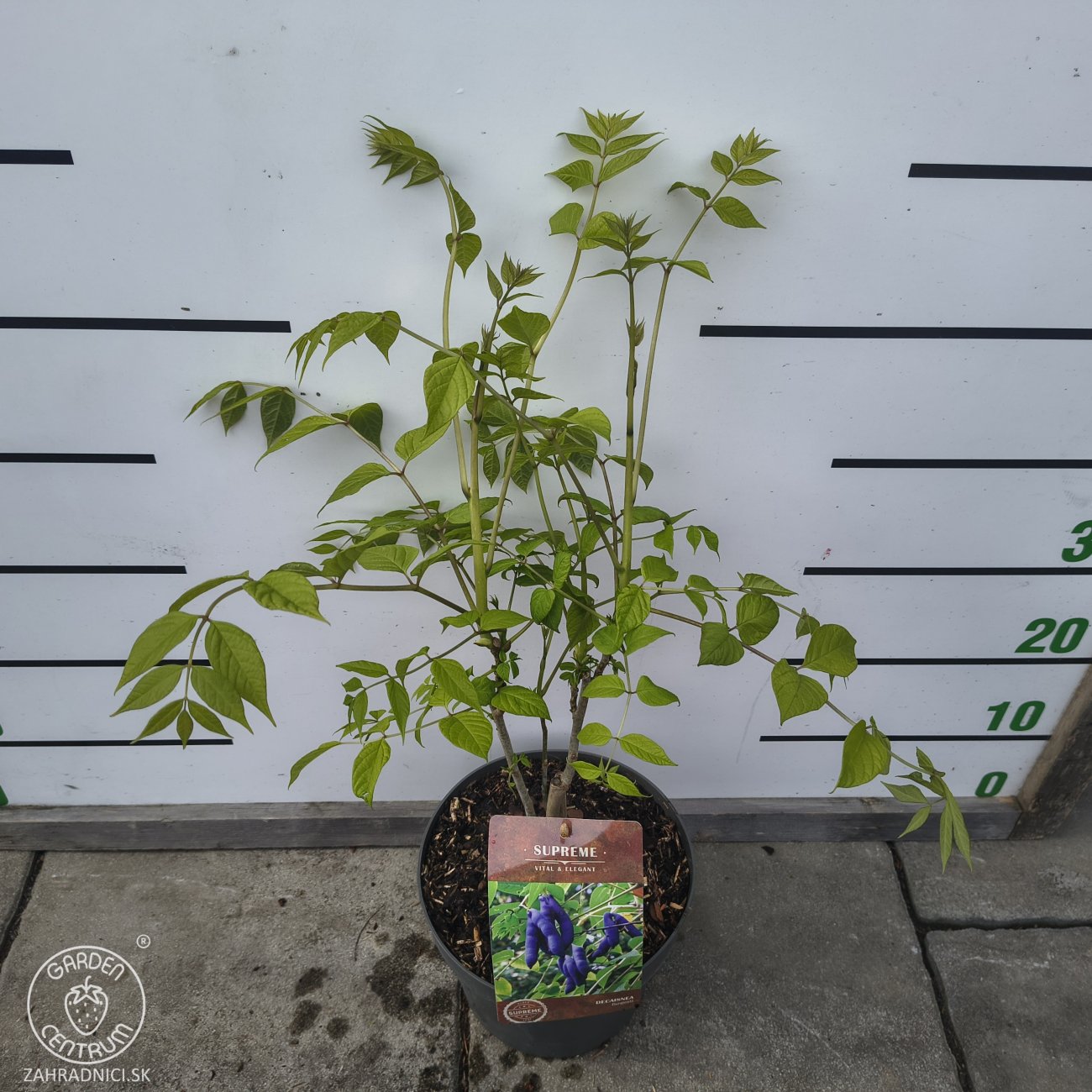 Obrázok Dekaisnea Fargesova (Decaisnea fargesii) - výška 100-130 cm, kont. C4L